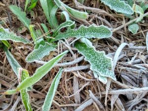 Geada chega ao Paraná e frio traz preocupação a produtores