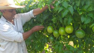 Com assistência correta, agricultor triplica resultados na produção de maracujá