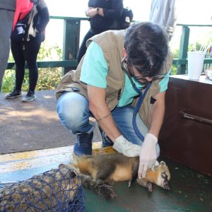 Parque Nacional do Iguaçu desenvolve ações para preservar saúde de quatis