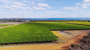 Fruticultura: Embrapa inicia capacitações de agentes multiplicadores