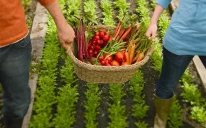 IDR-Paraná reúne agricultores e incentiva cultivo de orgânicos na Expoingá 2023