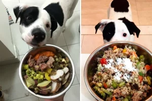 Alimentação natural traz benefícios para o seu pet, mas também exige cuidados