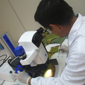 Nova edição do Glossário de Fitopatologia está disponível para download gratuito