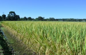 Genética e qualidade superior em arroz serão apresentadas em feira