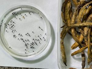 Pesquisa trabalha para identificar praga em plantações de feijão