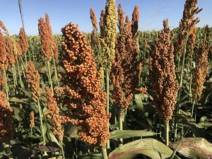 Sorgo como cultura estratégica é tema de seminário