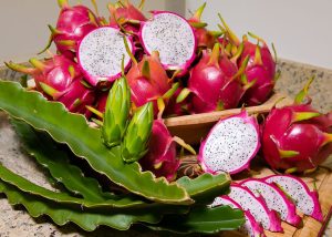 Novas cultivares de pitaya são resistentes e têm ótimos resultados de produção
