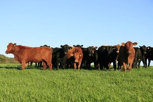 Dia de Campo apresenta tecnologias da Embrapa para uma pecuária mais sustentável