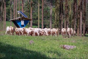 Tecnologias digitais contribuem para melhorar eficiência da produção de alimentos de forma mais sustentável