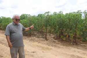 Produtores de mandioca são capacitados em inovação tecnológica