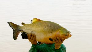 Seminário apresenta informações sobre pesquisa com nutrição de tambaqui