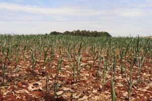 Fórum da agricultura Familiar debate impactos da estiagem na região Sul