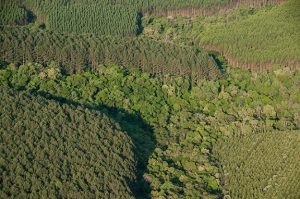 Reunião discute a atualização do Plano Nacional de Florestas Plantadas