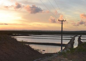 Banco de dados inédito no Brasil tem mapeamento de mais de 78 mil hectares de viveiros para produção de peixes
