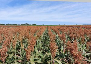 Duas novas cultivares de milho com bom potencial produtivo estão disponíveis para a próxima safra