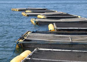 Pesquisa melhora produção de peixe em tanques de rede