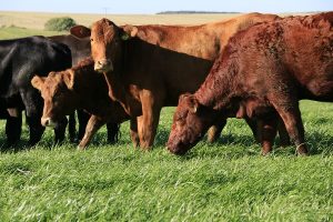 Sistemas pecuários sustentáveis é tema de Dia de Campo da Embrapa