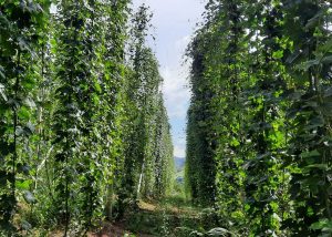 Dia de Campo irá reunir produtores de lúpulo