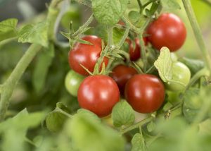 Tomateiros maiores? Cientistas identificam método que faz crescimento da planta aumentar