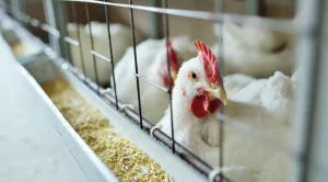 Gripe Aviária chega ao Brasil: Mapa confirma primeiros casos no país