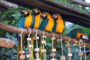 IAT busca convênios com universidades para ampliar cuidados com animais silvestres