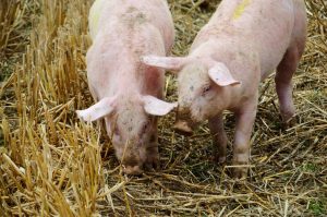 Mesmo livre de Febre Aftosa sem vacinação, SC mantém alerta para sanidade dos animais