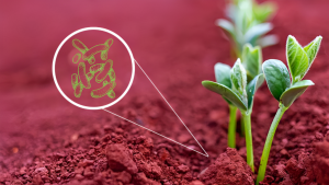 Bioinsumo da Embrapa para combater estresse hídrico nas plantas será apresentado em feira