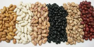 Produtores se beneficiam de cultivares desenvolvidas para cada região do Brasil