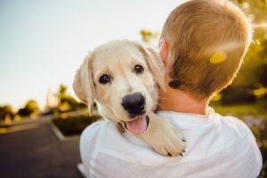 Proposta: gastos com saúde de pets podem ser incluídos na dedução do IR