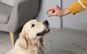 Conheça os 10 principais suplementos nutricionais para pets
