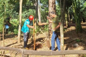 IAT elimina 37 plantas exóticas em viveiros do Paraná