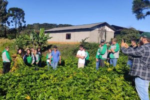 Cultivo de hortaliças e frutas garante bom retorno financeiro a agricultores