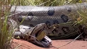 Surpreendente: pescador registra momento em que cobra sai de dentro de sucuri gigante