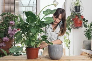 Saiba como evitar fungos nas plantas que ficam dentro de casa