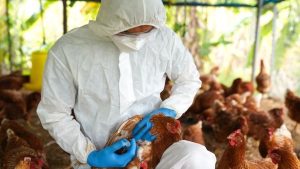 Missão japonesa que avaliou controle da gripe aviária no país é concluída; objetivo é manter mercado aberto