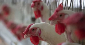 Confirmado mais um caso de gripe aviária: agora já são 31