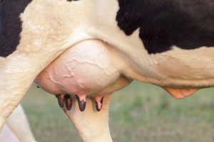 Com manejo correto, casos de mastite podem ser reduzidos em rebanhos