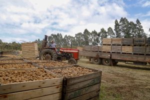 Preços de frutas da estação como caqui e tangerina caem quase 30%, aponta boletim do Deral