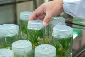 Embrapa realiza nova edição do curso de micropropagação de plantas