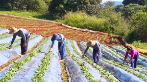 Produção de morango movimenta economia com desenvolvimento, emprego e renda