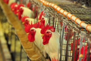 Exportação de frango brasileira permanece normal, segundo ABPA, após emergência zoossanitária por gripe aviária