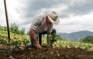 Dia de Campo mostra como a produção agropecuária pode ser intensificada de forma sustentável