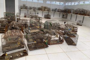 Dispara o número de aves silvestres resgatadas pelo IAT