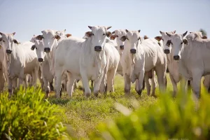 Diarreia Viral Bovina é um risco à pecuária brasileira e afeta a produtividade do campo