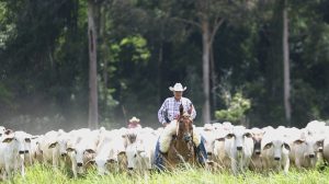 Aumento dos casos de doenças infecciosas em bovinos exigem atenção redobrada