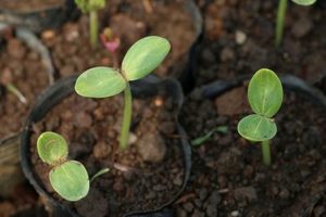 Fungos podem causar doenças em plantas e causar perdas na produção agrícola