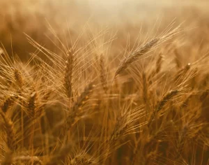 Condições dos cultivos de soja, milho, arroz e trigo no Brasil são destaques