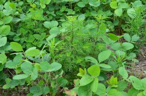 Resistência de Plantas Daninhas é tema de evento online