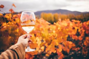 Confira quais são os tipos de vinho para serem apreciados durante o outono