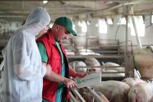 Poder de compra do suinocultor avança em maio